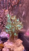[TodoMarino.com] Vendo Euphyllias, Rhodactis Forest Fire, árboles de kenia (Terrassa)