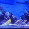 [TodoMarino.com] Acuario Marino