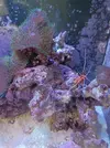 [TodoMarino.com] Acuario marino 120l.