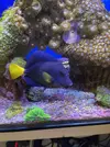 [TodoMarino.com] Zebrasoma Xanthurum
