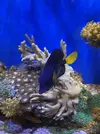 [TodoMarino.com] Zebrasoma Xanthurum