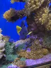 [TodoMarino.com] Zebrasoma Xanthurum