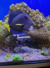 [TodoMarino.com] Zebrasoma Xanthurum