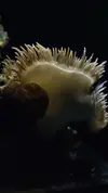 [TodoMarino.com] RedSea Reef 250 + Sump