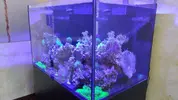 [TodoMarino.com] RedSea Reef 250 + Sump