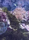 [TodoMarino.com] Tormentosus