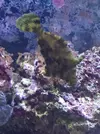 [TodoMarino.com] Tormentosus