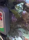 [TodoMarino.com] Tormentosus