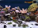 [TodoMarino.com] vendo Ctenochaetus Tominiensis