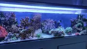 [TodoMarino.com] Crecimiento Chaeto