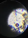 [TodoMarino.com] AYUDA POSIBLE DINOFLAGELADOS