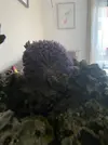 [TodoMarino.com] Goniopora azul/morada con pólipo amarillo