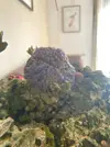 [TodoMarino.com] Goniopora azul/morada con pólipo amarillo