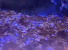 [TodoMarino.com] AYUDA POSIBLE DINOFLAGELADOS