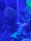 [TodoMarino.com] Pomacanthus imperator