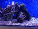[TodoMarino.com] Vendo Ctenochaetus tominensis