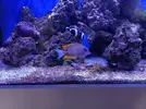 [TodoMarino.com] Vendo Ctenochaetus tominensis