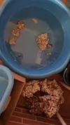 [TodoMarino.com] Cómo cambiar el aquascaping en acuario en funcionamiento