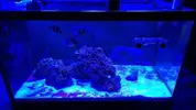 [TodoMarino.com] Cómo cambiar el aquascaping en acuario en funcionamiento