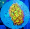 [TodoMarino.com] Evolución de color Goniopora Golden Rainbow