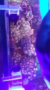 [TodoMarino.com] Desmonte. Empiezo por los zoanthus, seguiré por peces e invertebrados y terminaré con el equipo y material