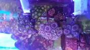 [TodoMarino.com] Desmonte. Empiezo por los zoanthus, seguiré por peces e invertebrados y terminaré con el equipo y material