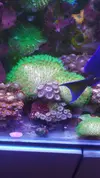 [TodoMarino.com] Desmonte. Empiezo por los zoanthus, seguiré por peces e invertebrados y terminaré con el equipo y material