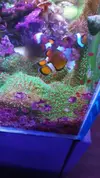 [TodoMarino.com] Desmonte. Empiezo por los zoanthus, seguiré por peces e invertebrados y terminaré con el equipo y material