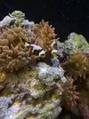 [TodoMarino.com] Calaustrea enferma y zoohantus derretidos