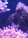 [TodoMarino.com] Y este bicho?