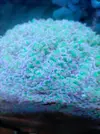 [TodoMarino.com] Vendo Euphylias