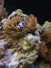 [TodoMarino.com] ¿Tu pez favorito del acuario?