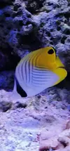 [TodoMarino.com] ¿Tu pez favorito del acuario?