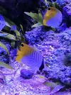 [TodoMarino.com] ¿Tu pez favorito del acuario?