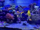 [TodoMarino.com] Peces desmonte madrid