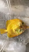 [TodoMarino.com] Muerte zebrasoma flavescens