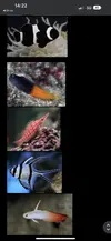 [TodoMarino.com] Peces para mi acuario
