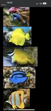 [TodoMarino.com] Peces para mi acuario