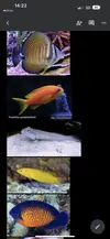[TodoMarino.com] Peces para mi acuario