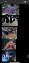[TodoMarino.com] Peces para mi acuario