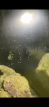 [TodoMarino.com] Gambas Wundermani recién nacidas