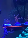 [TodoMarino.com] Frags montipora forest fire