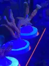 [TodoMarino.com] Frags montipora forest fire