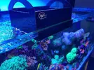[TodoMarino.com] Venta de acuario completo 450L + 200L SUMP. TODO LO NECESARIO Y MUCHO MAS