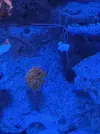 [TodoMarino.com] Nuevo en el foro. Presento mi acuario y alguna duda.