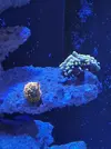[TodoMarino.com] Nuevo en el foro. Presento mi acuario y alguna duda.