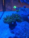 [TodoMarino.com] Nuevo en el foro. Presento mi acuario y alguna duda.
