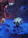 [TodoMarino.com] Nuevo en el foro. Presento mi acuario y alguna duda.
