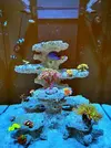 [TodoMarino.com] Nuevo en el foro. Presento mi acuario y alguna duda.