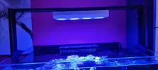 [TodoMarino.com] Vendo Acuario Completo